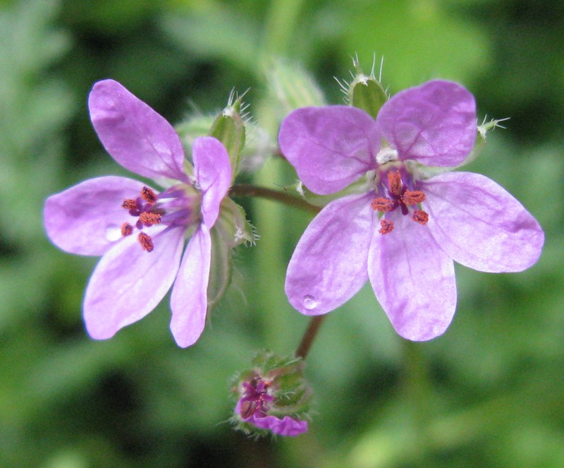 Geranium robertianum?  No, Erodium cicutarium